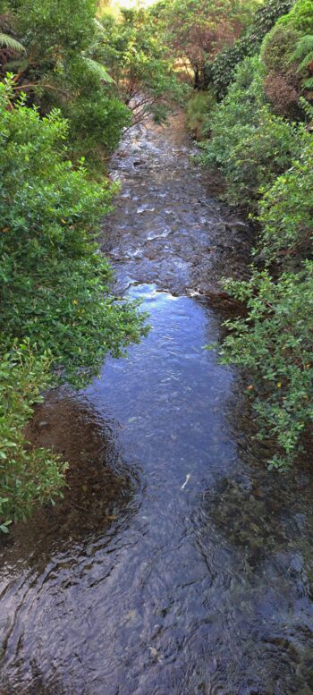 Grace's Stream in Wainuiomata - 2025 - © wainuiomata.net