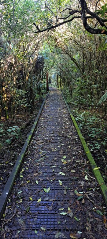 Nga Taonga Nature Walk in Wainuiomata - 2025 - © wainuiomata.net
