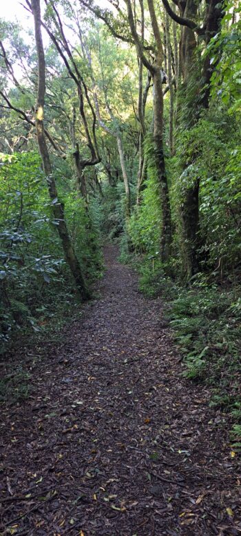 Nga Taonga Nature Walk in Wainuiomata - 2025 - © wainuiomata.net