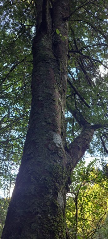Miro Tree on the Nga Taonga Nature Walk in Wainuiomata - 2025 - © wainuiomata.net