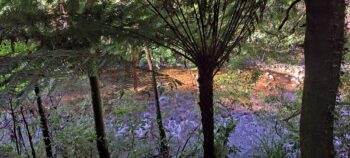 Grace's Stream next to Nga Taonga Nature Walk in Wainuiomata - 2025 - © wainuiomata.net