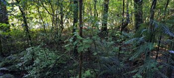 Nga Taonga Nature Walk bush - 2025 - © wainuiomata.net