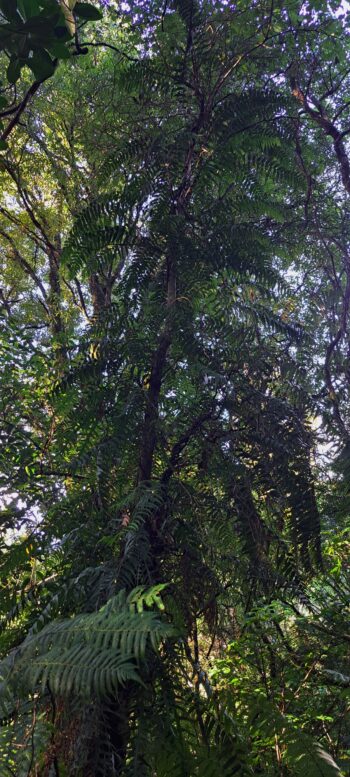 Fern tree on the Nga Taonga Nature Walk - 2025 - © wainuiomata.net