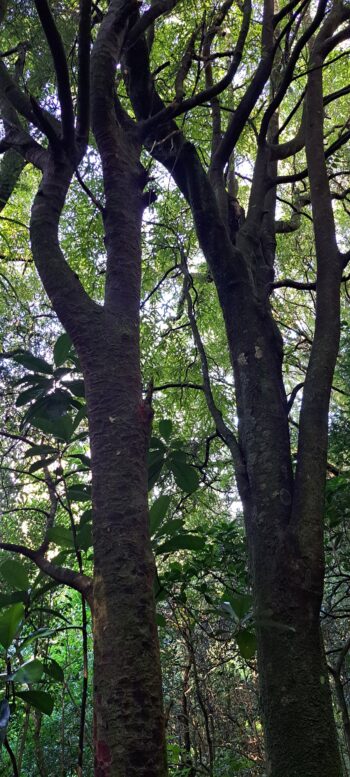 Karaka tree on the Nga Taonga Nature Walk - 2025 - © wainuiomata.net