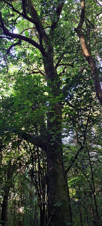 Fern tree on th eNga Taonga Nature Walk - 2025 - © wainuiomata.net