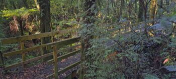 Bridge on the Nga Taonga Nature Walk - 2025 - © wainuiomata.net
