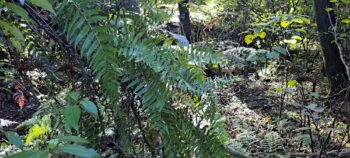 Climbing ferns on the Nga Taonga Nature Walk - 2025 - © wainuiomata.net