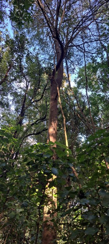 Totara Tree on the Nga Taonga Nature Walk - 2025 - © wainuiomata.net
