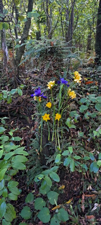 Flowers placed in memory of missing woman Margaret Kaye Stewart - 2025 - © wainuiomata.net