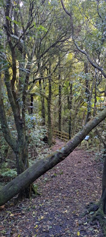 Nga Taonga Nature Walk - 2025 - © wainuiomata.net