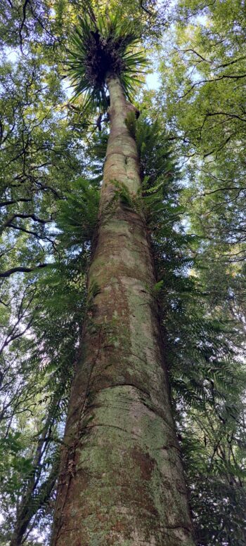 Tall tree on the Nga Taonga Nature Walk - 2025 - © wainuiomata.net