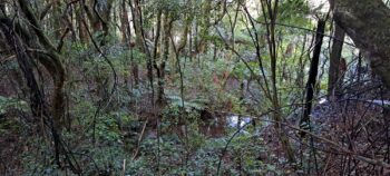 Swamp at Nga Taonga Nature Walk - 2025 - © wainuiomata.net