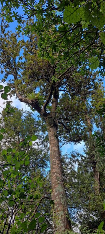 Tall tree on the Nga Taonga Nature Walk - 2025 - © wainuiomata.net