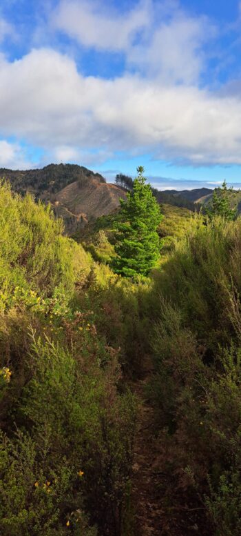 Old forestry track above Catchpool Valley in Wainuiomata - 2025 - © wainuiomata.net
