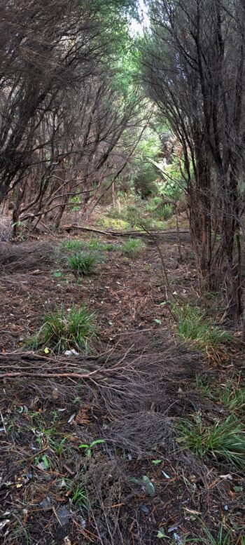 Old forestry track above Catchpool Valley in Wainuiomata - 2025 - © wainuiomata.net