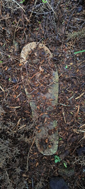Old shoe insole - 2025 - © wainuiomata.net
