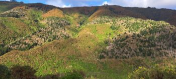 Catchpool Valley hillside - 2025 - © wainuiomata.net