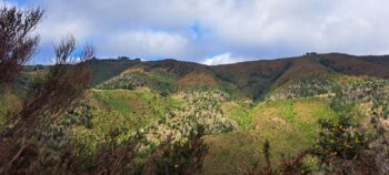 Catchpool Valley hillside - 2025 - © wainuiomata.net