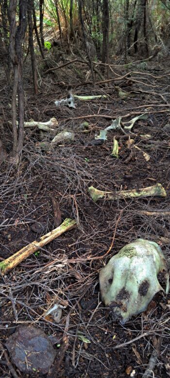 Goat skeleton - 2025 - © wainuiomata.net