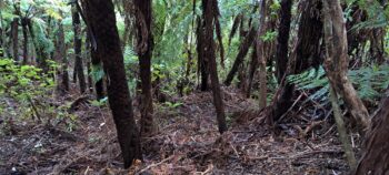 Bush on hillside above the Nga Taonga Nature Walk - 2025 - © wainuiomata.net