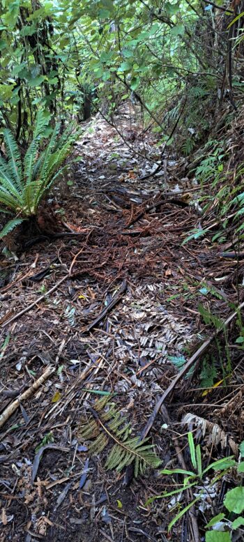 Old track above Nga Taonga Nature Walk - 2025 - © wainuiomata.net