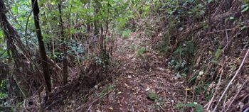 Old track above Nga Taonga Nature Walk - 2025 - © wainuiomata.net