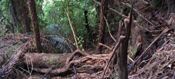 Fallen tree on steep hillside - 2025 - © wainuiomata.net