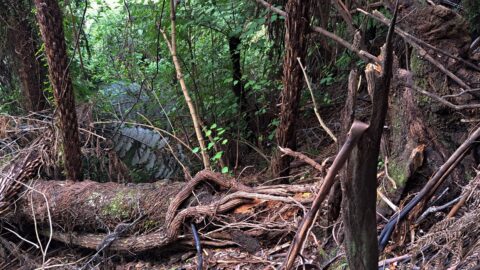 Fallen tree on steep hillside - 2025 - © wainuiomata.net