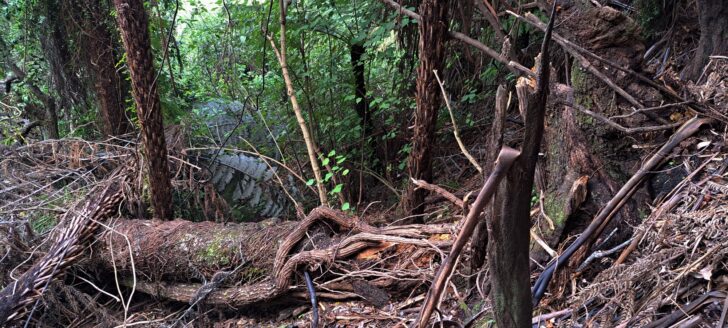 Fallen tree on steep hillside - 2025 - © wainuiomata.net