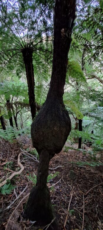 Unusual fern tree - 2025 - © wainuiomata.net