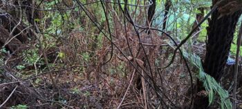 Thick bush on hillside above Nga Taonga Nature Walk - 2025 - © wainuiomata.net