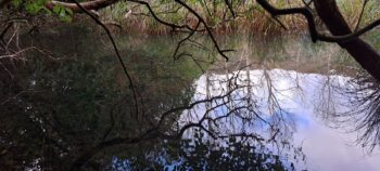 Nga Taonga Nature Walk swamp - 2025 - © wainuiomata.net