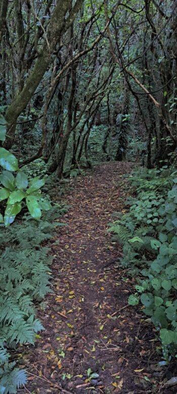 Nga Taonga Nature Walk - 2025 - © wainuiomata.net