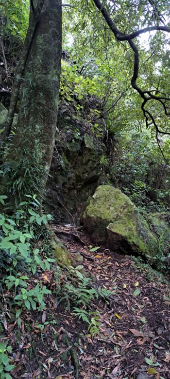 Nga Taonga Nature Walk - 2025 - © wainuiomata.net