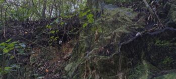 Nga Taonga Nature Walk bank - 2025 - © wainuiomata.net