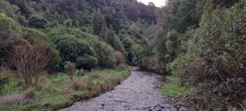 Catchpool Stream - 2025 - © wainuiomata.net