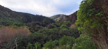 Grace's Bridge, Grace's Stream, & Catchpool Stream - 2025 - © wainuiomata.net