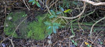 Fallen Girder at the Waiwhetu Tunnel Site in Wainuiomata - 2025 - © wainuiomata.net