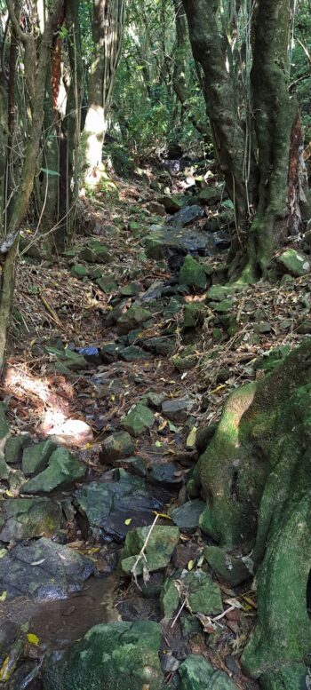 Creek next to Waiwhetu Tunnel Exit, Gracefield - 2025 - © wainuiomata.net
