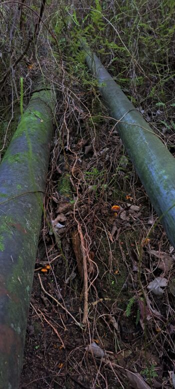 Waiwhetu Tunnel Exit Pipes, Gracefield - 2025 - © wainuiomata.net
