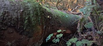 Waiwhetu Tunnel Exit Pipe, Gracefield - 2025 - © wainuiomata.net