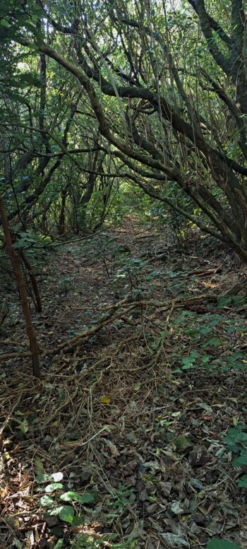 Waiwhetu Tunnel Exit Track, Gracefield - 2025 - © wainuiomata.net