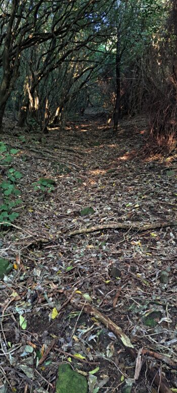 Waiwhetu Tunnel Exit Track, Gracefield - 2025 - © wainuiomata.net