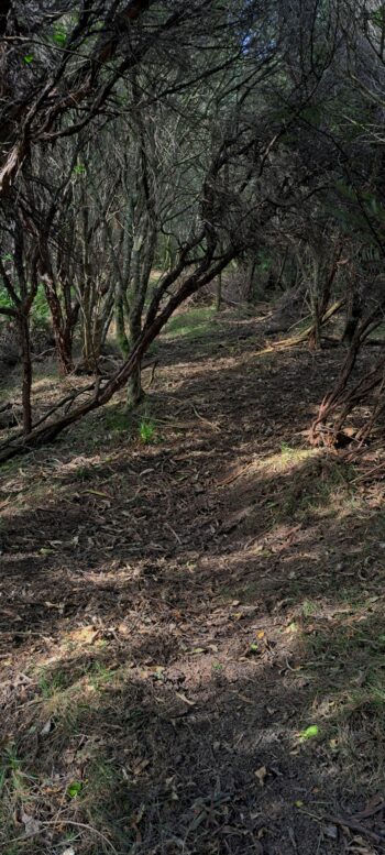 Ridge track above Catchpool Valley - 2025 - © wainuiomata.net