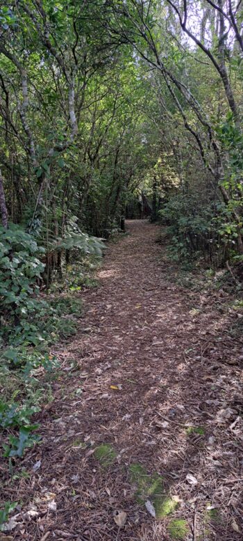 Tawa Grove Walk - 2025 - © wainuiomata.net