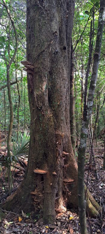 Douglas fir tree on the Tawa Grove Walk - 2025 - © wainuiomata.net