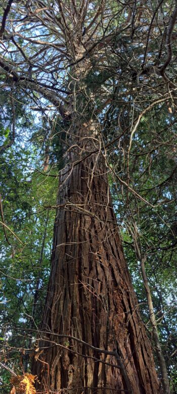 Douglas fir tree on the Tawa Grove Walk - 2025 - © wainuiomata.net