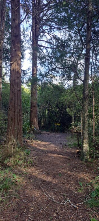Douglas fir trees on the Tawa Grove Walk - 2025 - © wainuiomata.net