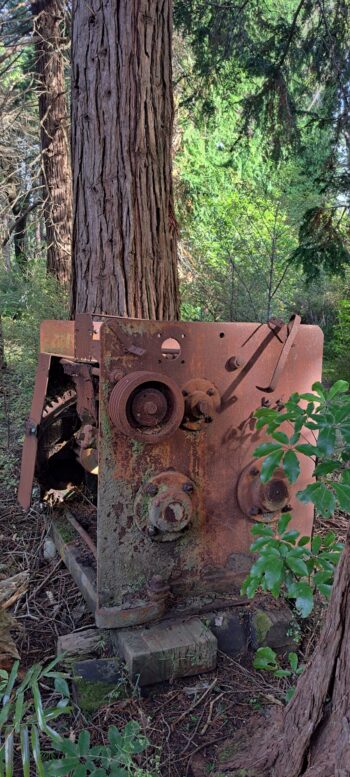 Skidder on the Tawa Grove Walk - 2025 - © wainuiomata.net