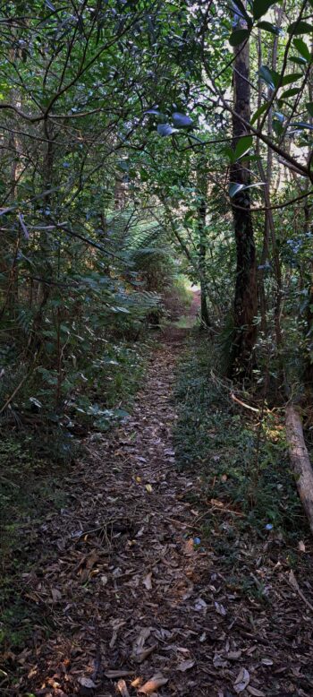 Link track between Catchpool Information Centre and DOC property - 2025 - © wainuiomata.net